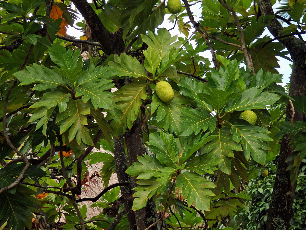 Chlebovník obecný (Artocarpus altilis (Parkinson) Fosberg)