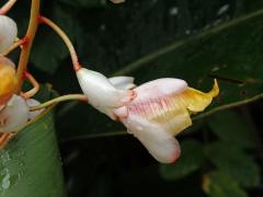 Galgán ozdobný (Alpinia zerumbet (Pers.) Burtt et R. M. Sm.)