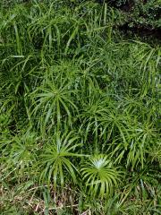 Šáchor (Cyperus involucratus Rottb.)