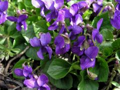 Violka vonná (Viola odorata L.)