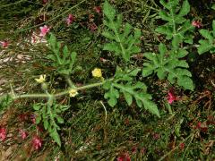 Lubenice obecná (Citrullus lanatus (Thunb.) Matsum. & Nakai)
