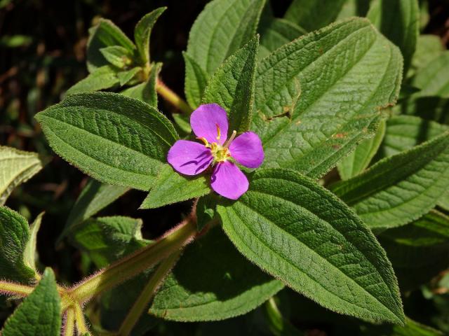 Tibouchina herbacea (DC.) Cogn.