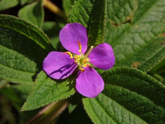 Tibouchina herbacea (DC.) Cogn.