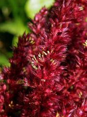 Laskavec krvavý (Amaranthus cruentus L.)