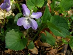 Violka Rivinova (Viola riviniana Rchb.)