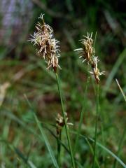 Ostřice časná (Carex praecox Schreb.)