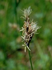 Ostřice časná (Carex praecox Schreb.)