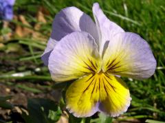 Violka zahradní - maceška (Viola x wittrockiana Gams)