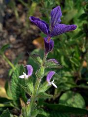 Šalvěj zahradní (Salvia viridis L.)