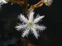Atypický počet korunních lístků vachty trojlisté (Menyanthes trifoliata L.)