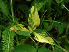 Chybění chlorofylu jetelu lučního (Trifolium pratense L.)