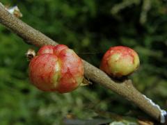 Hálky žlabatky bezkřídlé (Biorhiza aptera), dub cer