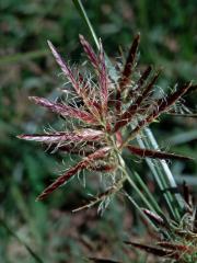 Šáchor (Cyperus longus L.)