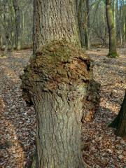 Nádor na dubu letním (Quercus robur L.) (2c)