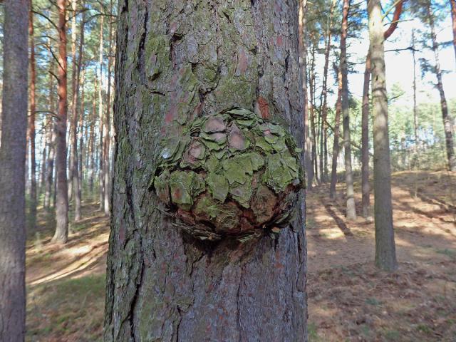 Tumor na borovici lesní (Pinus sylvestris L.) (18)