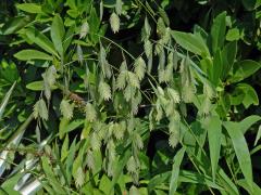 Chasmanthium latifolium (Michx.) Yates