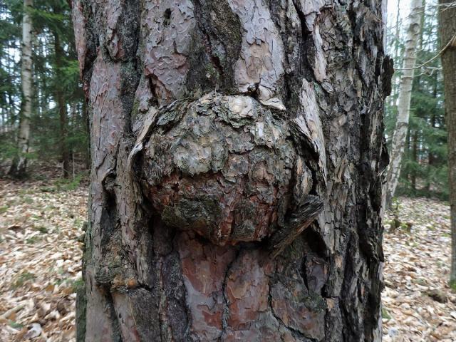 Tumor na borovici lesní (Pinus sylvestris L.) (19)