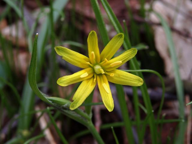 Křivatec žlutý (Gagea lutea (L.) Ker-Gawler) - osmičetný květ (2)