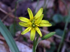 Křivatec žlutý (Gagea lutea (L.) Ker-Gawler) (1b)