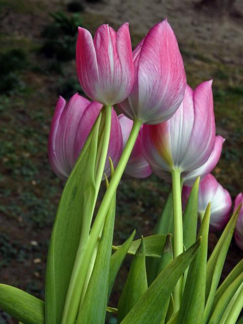 Tulipán zahradní (Tulipa x gesnerana L.) s větveným stonkem