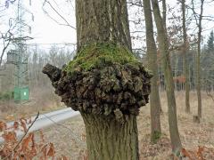 Nádor na dubu letním (Quercus robur L.) (33)