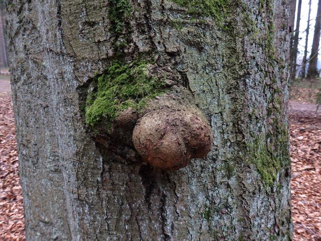 Nádor na buku lesním (Fagus sylvatica L.) (24)