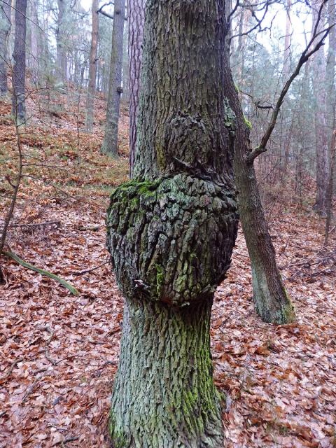 Nádor na dubu letním (Quercus robur L.) (32a)