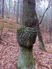 Nádor na dubu letním (Quercus robur L.) (32a)
