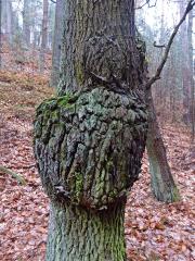 Nádor na dubu letním (Quercus robur L.) (32b)