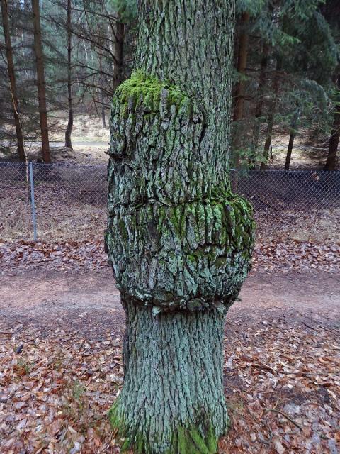 Nádor na dubu letním (Quercus robur L.) (32e)