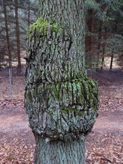 Nádor na dubu letním (Quercus robur L.) (32f)