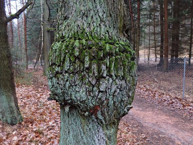 Nádor na dubu letním (Quercus robur L.) (32h)