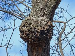 Javor klen (Acer pseudoplatanus L.) s nádory na větvích (38c)