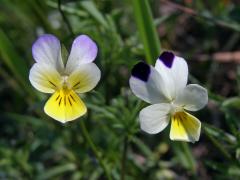 Violka trojbarevná (Viola tricolor L.)