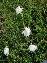 Atypická barva květů čekanky obecné (Cichorium intybus L.)