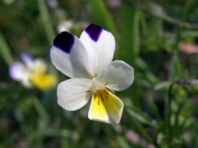 Violka trojbarevná (Viola tricolor L.)