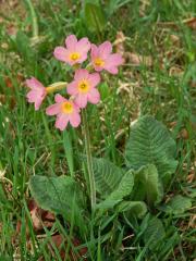 Atypická barva květů prvosenky vyšší (Primula elatior (L.) Hill.) a bezlodyžné (Primula vulgaris L.)