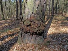 Tumor na borovici lesní (Pinus sylvestris L.) (20)