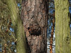 Tumor na borovici lesní (Pinus sylvestris L.) (21)
