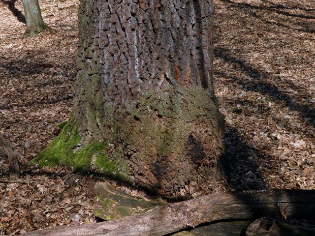Nádor na dubu letním (Quercus robur L.) (34)