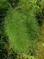 Přeslička lesní (Equisetum sylvaticum L.)