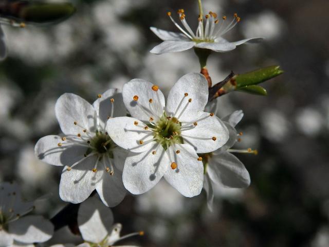 Trnka obecná (Prunus spinosa L.), šestičetný květ (3)