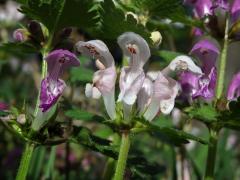Hluchavka skvrnitá (Lamium maculatum L.) se světle růžovými květy (1d)