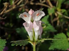 Hluchavka skvrnitá (Lamium maculatum L.) se světle růžovými květy (1f)
