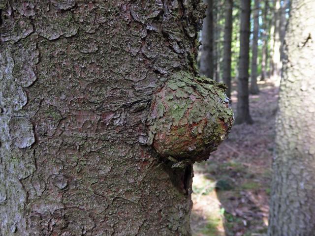 Smrk ztepilý (Picea abies (L.) Karsten) (9b) s nádorem na kmeni