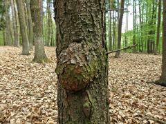 Smrk ztepilý (Picea abies (L.) Karsten) (10) s nádorem na kmeni