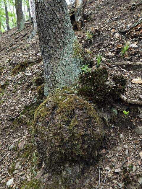 Nádor na dubu letním (Quercus robur L.) (35)