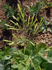 Tabák latnatý (Nicotiana paniculata L.)