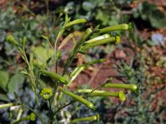 Tabák latnatý (Nicotiana paniculata L.)