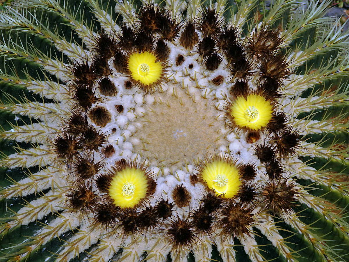 Echinokaktus Grusonův (Echinocactus grusonii Hildm.)